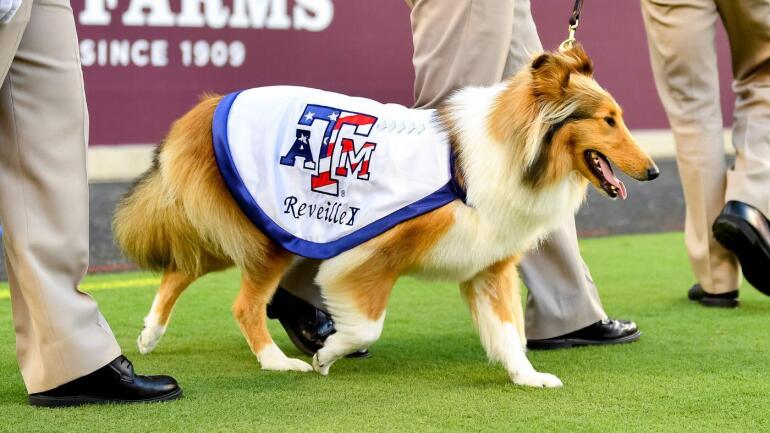 Recovery Journey of Texas A&M's Reveille X After Glaucoma Surgery